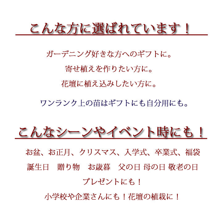 プレミアム花苗15ポットセット【送料無料・北海道沖縄発送不可】