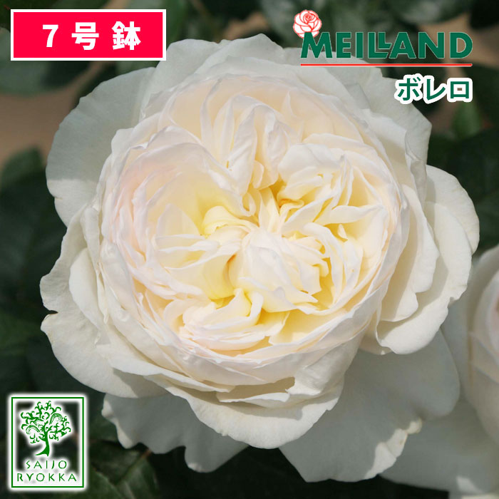 バラ苗 京成バラ園 メイアン ボレロ 大苗 7号鉢