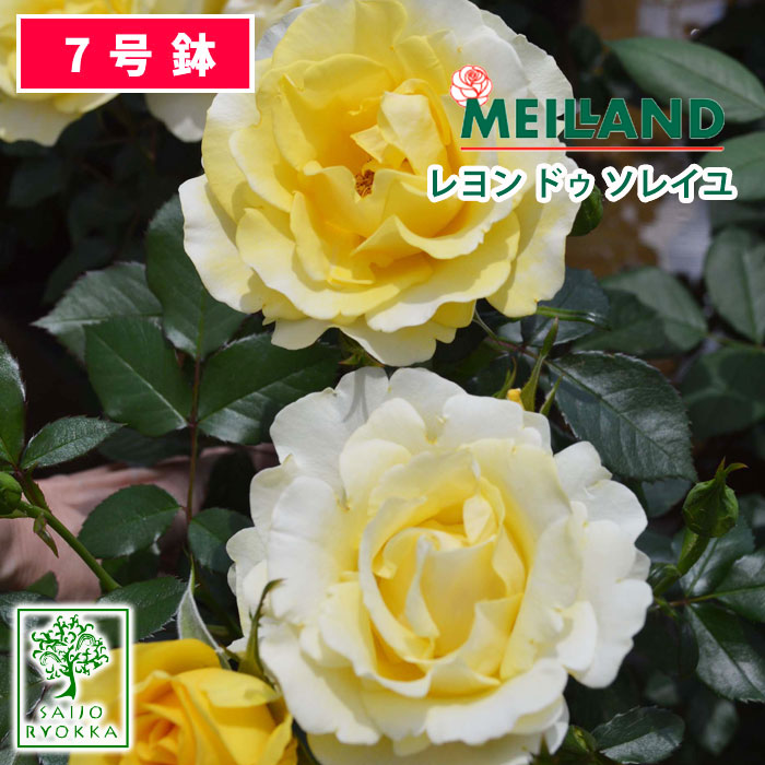 レヨン ドゥ ソレイユ バラ苗 京成バラ園 メイアン 大苗 7号鉢 黄系 FL【薔薇苗】【ばら苗 】