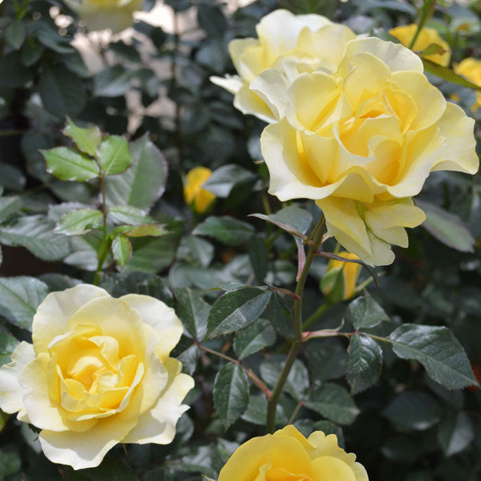 レヨン ドゥ ソレイユ バラ苗 京成バラ園 メイアン 大苗 7号鉢 黄系 FL【薔薇苗】【ばら苗 】