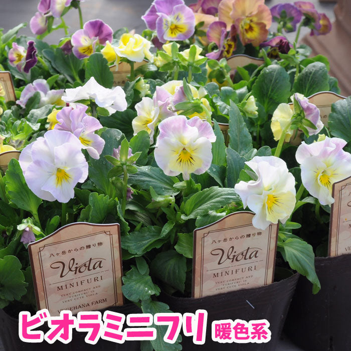 フリルビオラ 苗 ミニフリ Viora MINIFURI 暖色系 お任せ3POT【専門店おすすめのパンジビオラ苗】