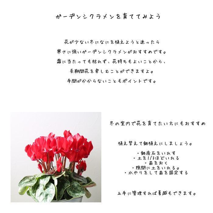 プレミアムガーデンシクラメン・レッド【花苗】