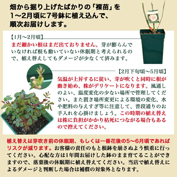 バラ苗 京成バラ園 メイアン ボレロ 大苗 7号鉢