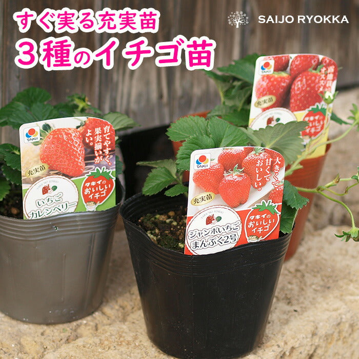 タキイのイチゴ 3品種セット