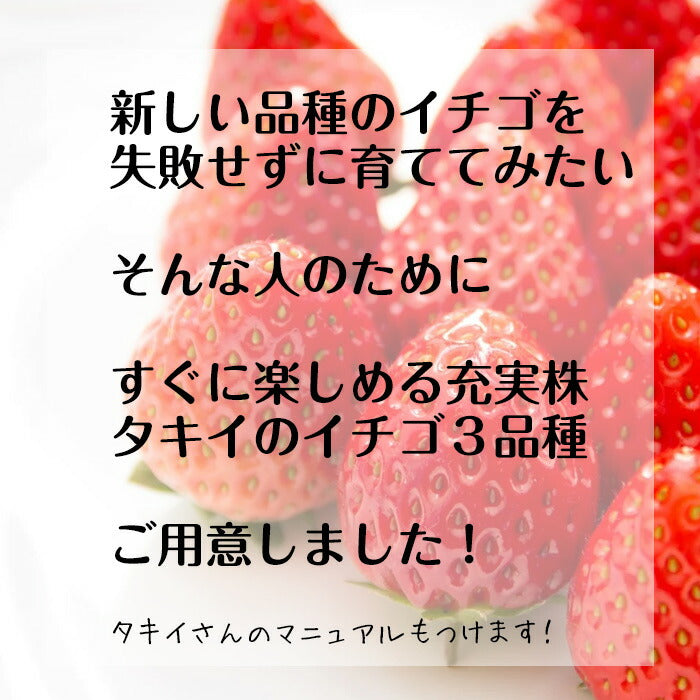 タキイのイチゴ 3品種セット