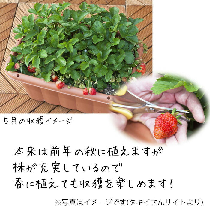 タキイのイチゴ 3品種セット