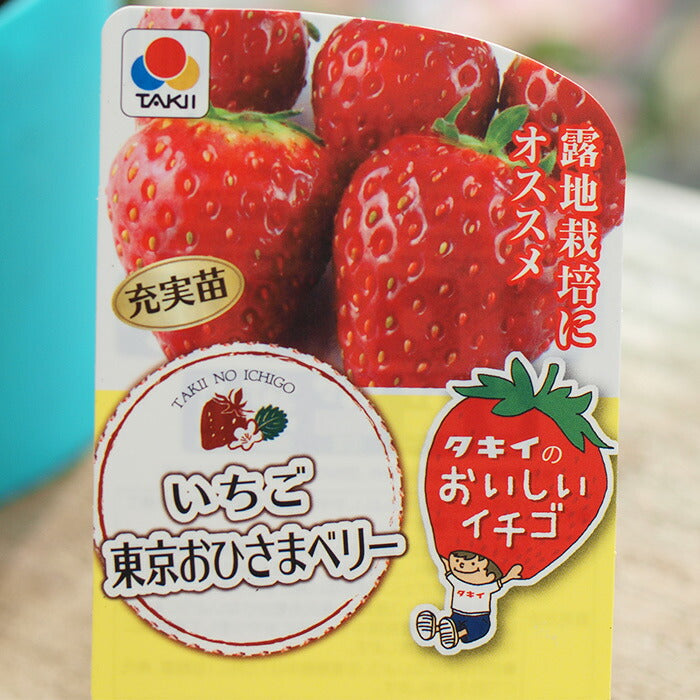 タキイのイチゴ 3品種セット