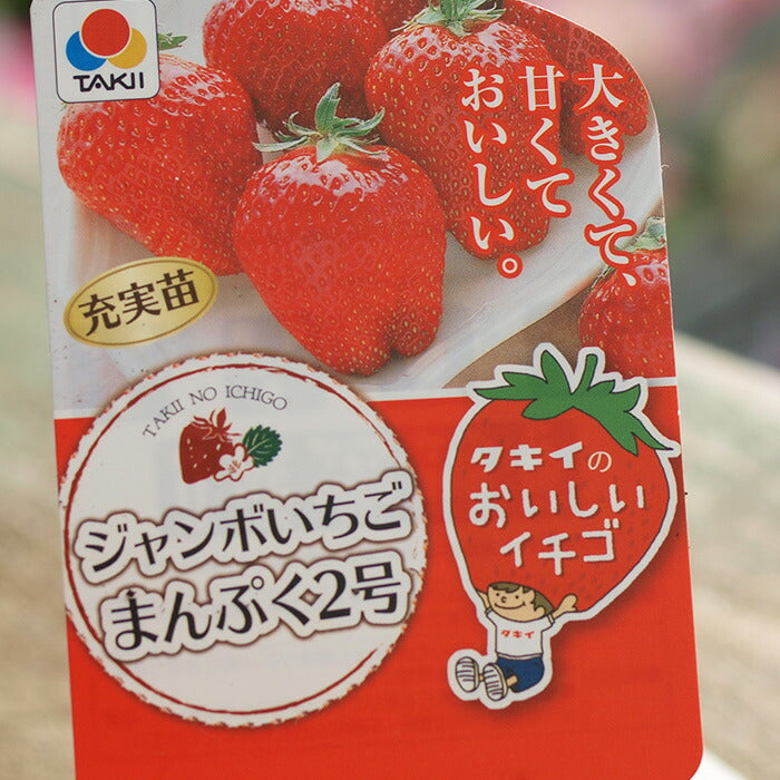 タキイのイチゴ 3品種セット
