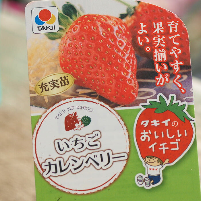 タキイのイチゴ 3品種セット