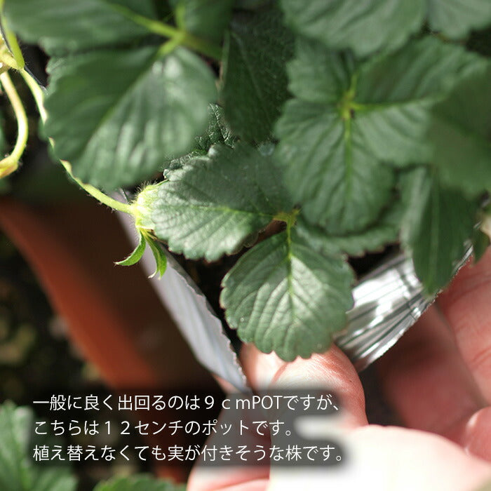 タキイのイチゴ 3品種セット