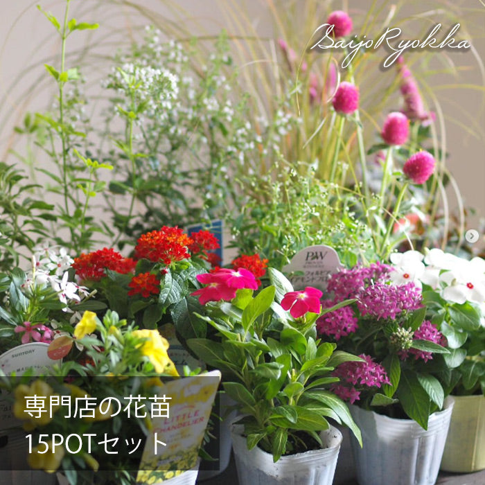 こだわりの花苗15POT