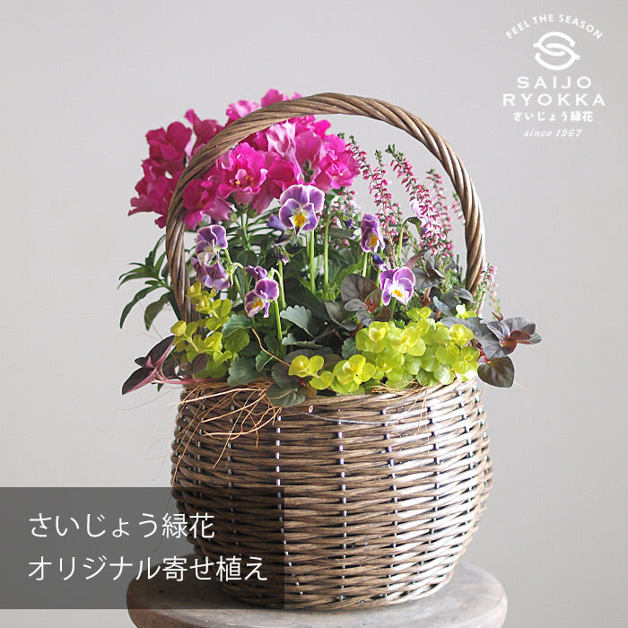 さいじょう緑花オリジナル寄せ植え A【すぐに飾れる】【送料無料・北海道・沖縄発送不可】