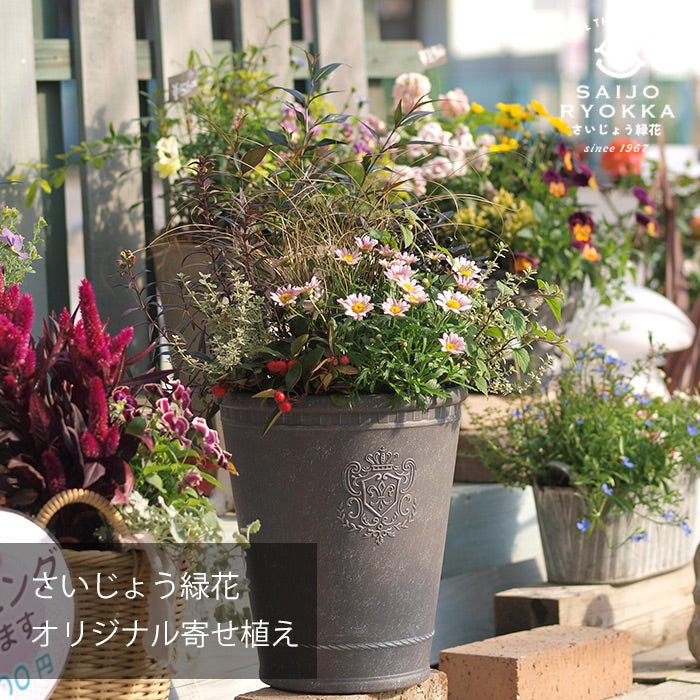さいじょう緑花オリジナル寄せ植え C【すぐに飾れる】【送料無料・北海道・沖縄発送不可】