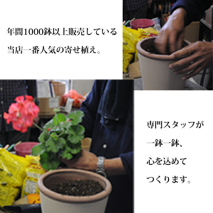 高品質プレミアム寄せ植え