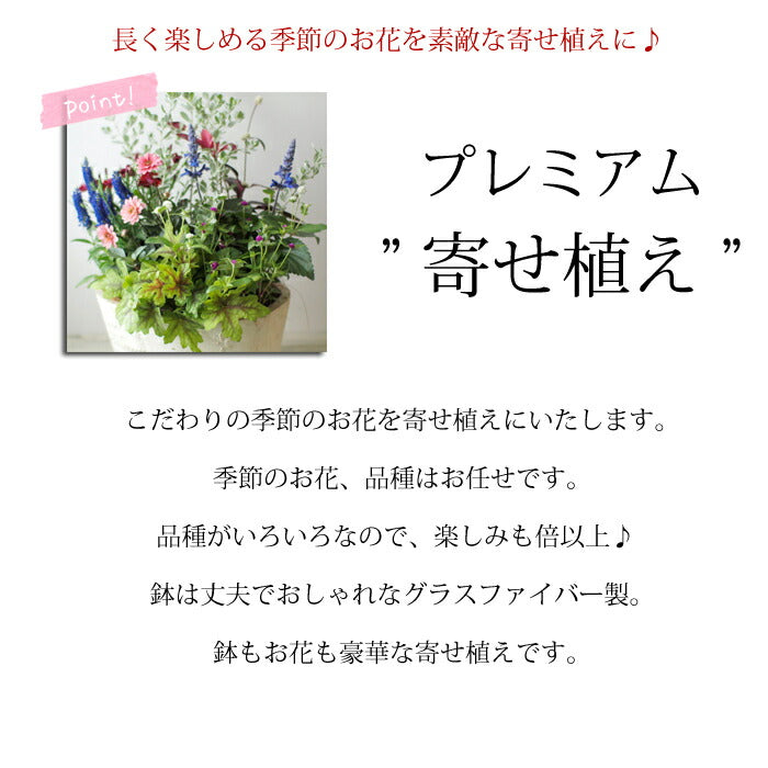 高品質プレミアム寄せ植え