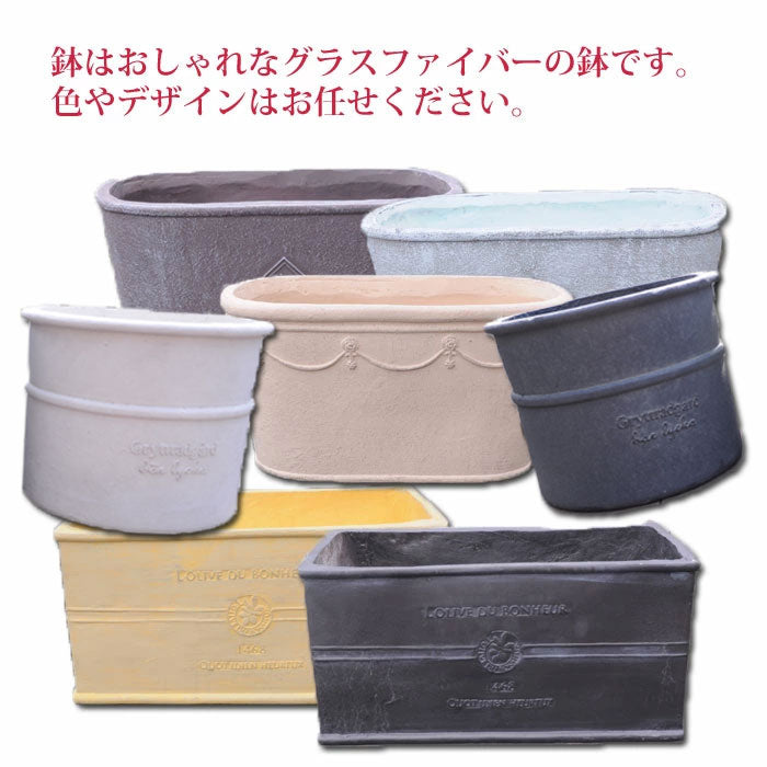 高品質プレミアム寄せ植え