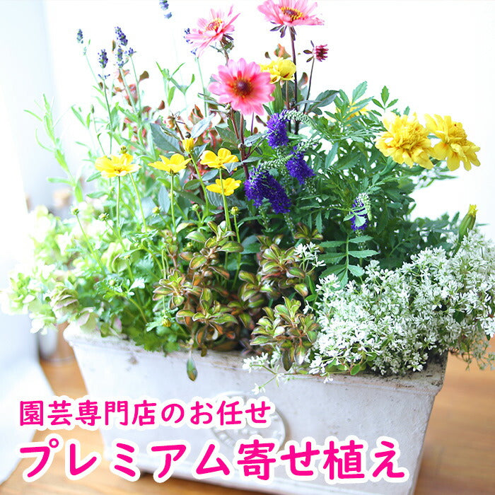 高品質プレミアム寄せ植え