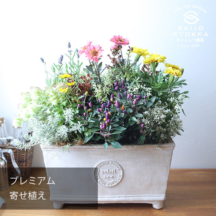 高品質プレミアム寄せ植え