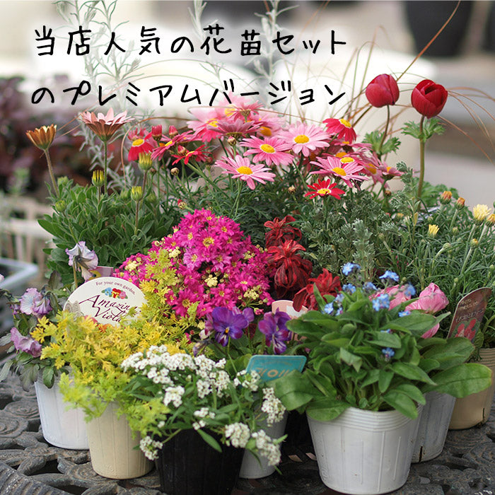 プレミアム花苗15ポットセット【送料無料・北海道沖縄発送不可】