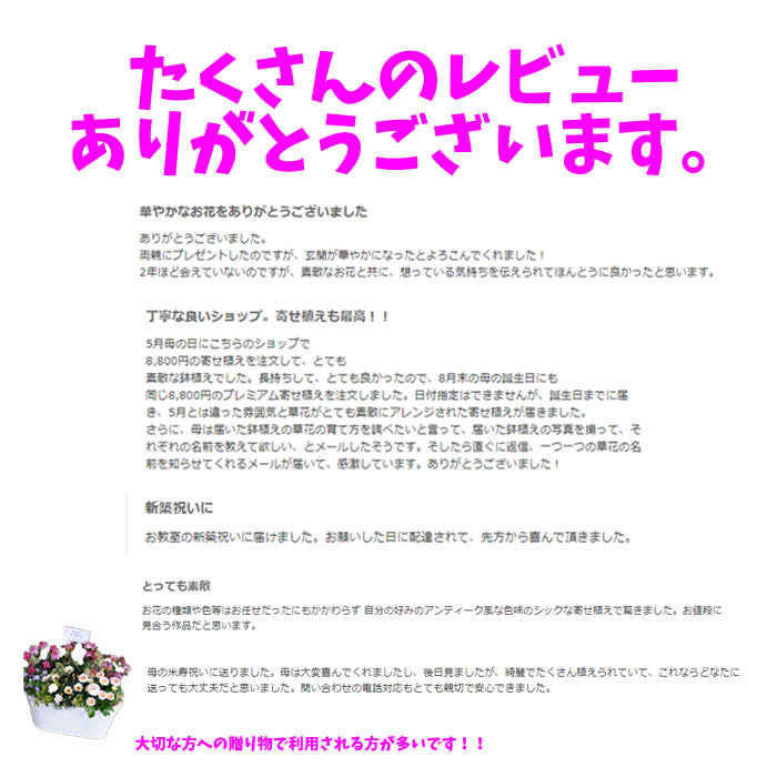 高品質プレミアム寄せ植え