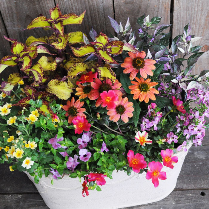 高品質プレミアム寄せ植え