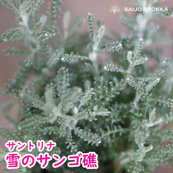 【花苗】サントリナ 雪のサンゴ礁