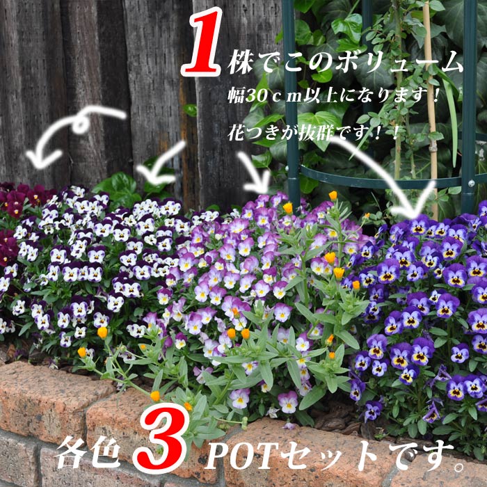 【花苗】 　限定販売ビオラ プレミアムビオラ ディージェイ 選べる10色 3POTset DJ 店長おすすめ 失敗しない 冬花壇 花苗 定番 3POTセット