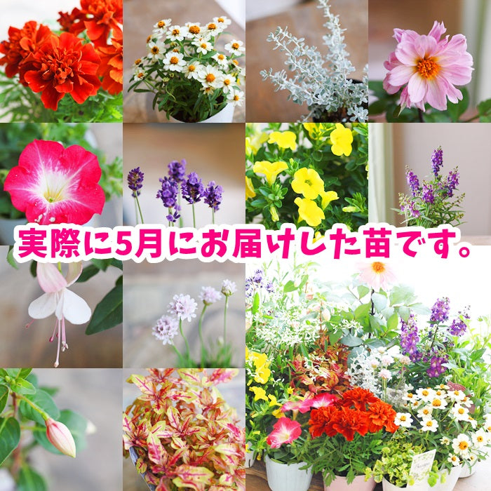 プレミアム花苗１５ポットセット【送料無料・北海道沖縄発送不可】