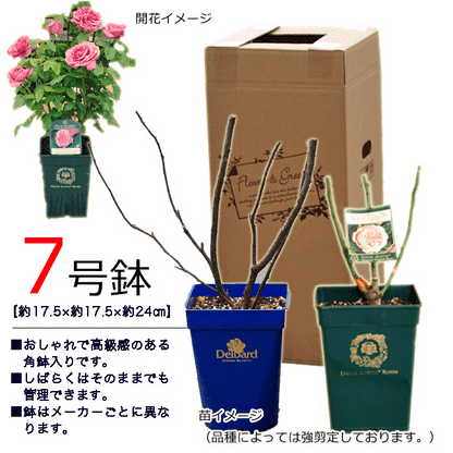 レヨン ドゥ ソレイユ  バラ苗 京成バラ園 メイアン 大苗 7号鉢 黄系 FL【薔薇苗】【ばら苗 】