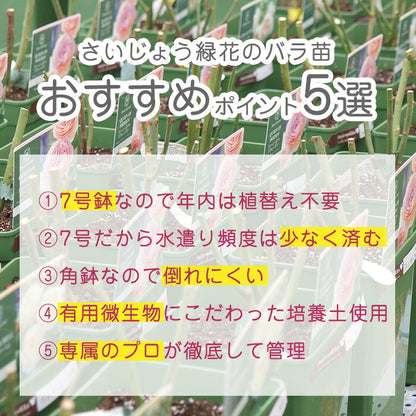 レヨン ドゥ ソレイユ  バラ苗 京成バラ園 メイアン 大苗 7号鉢 黄系 FL【薔薇苗】【ばら苗 】