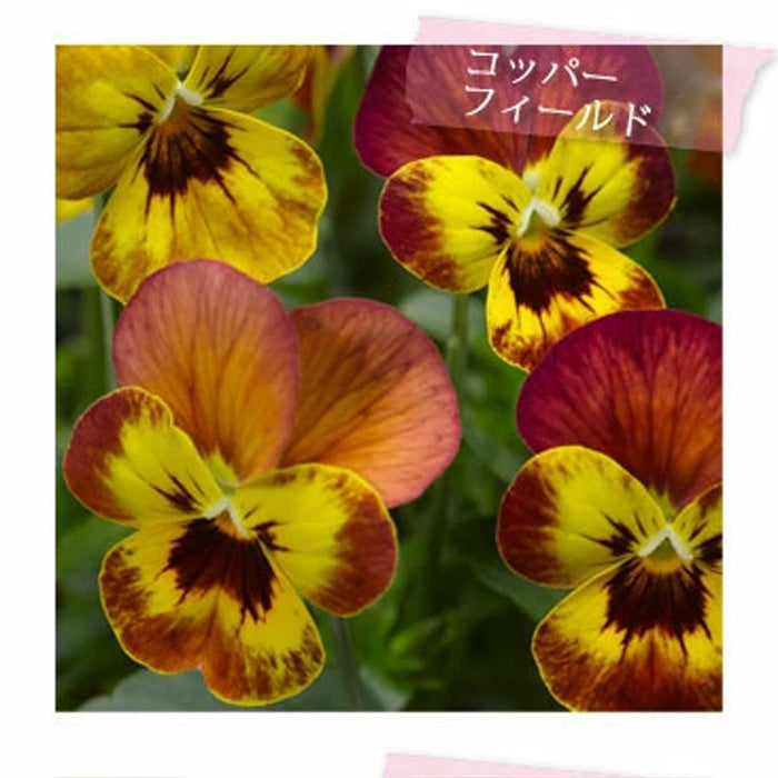 【花苗】 　限定販売ビオラ プレミアムビオラ ディージェイ 選べる10色 3POTset DJ 店長おすすめ 失敗しない 冬花壇 花苗 定番 3POTセット