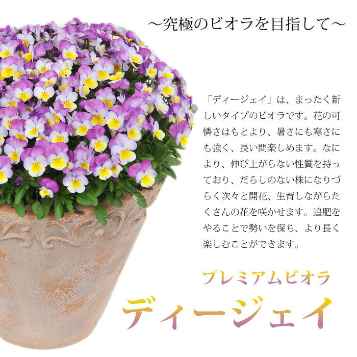 【花苗】 　限定販売ビオラ プレミアムビオラ ディージェイ 選べる10色 3POTset DJ 店長おすすめ 失敗しない 冬花壇 花苗 定番 3POTセット
