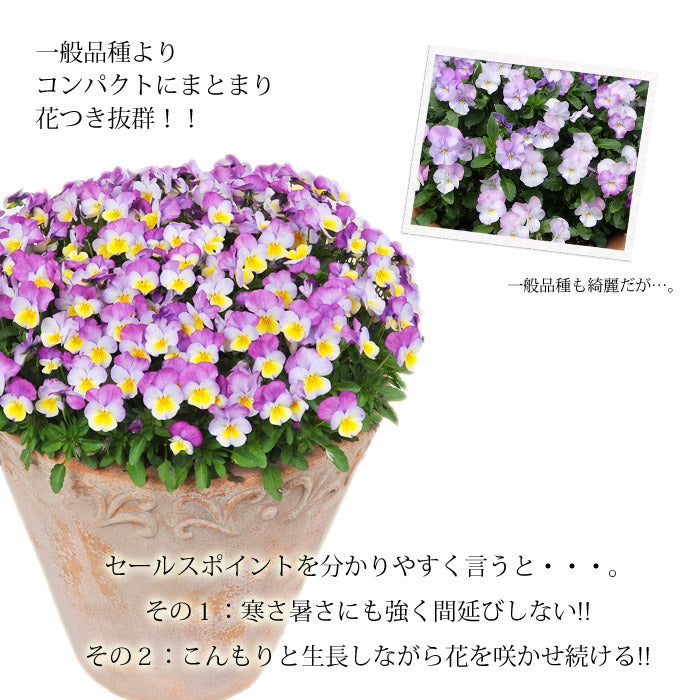 【花苗】 　限定販売ビオラ プレミアムビオラ ディージェイ 選べる10色 3POTset DJ 店長おすすめ 失敗しない 冬花壇 花苗 定番 3POTセット