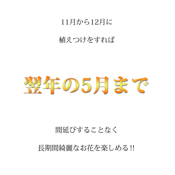 【花苗】 　限定販売ビオラ プレミアムビオラ ディージェイ 選べる10色 3POTset DJ 店長おすすめ 失敗しない 冬花壇 花苗 定番 3POTセット