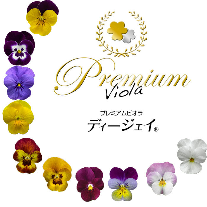 【花苗】 　限定販売ビオラ プレミアムビオラ ディージェイ 選べる10色 3POTset DJ 店長おすすめ 失敗しない 冬花壇 花苗 定番 3POTセット