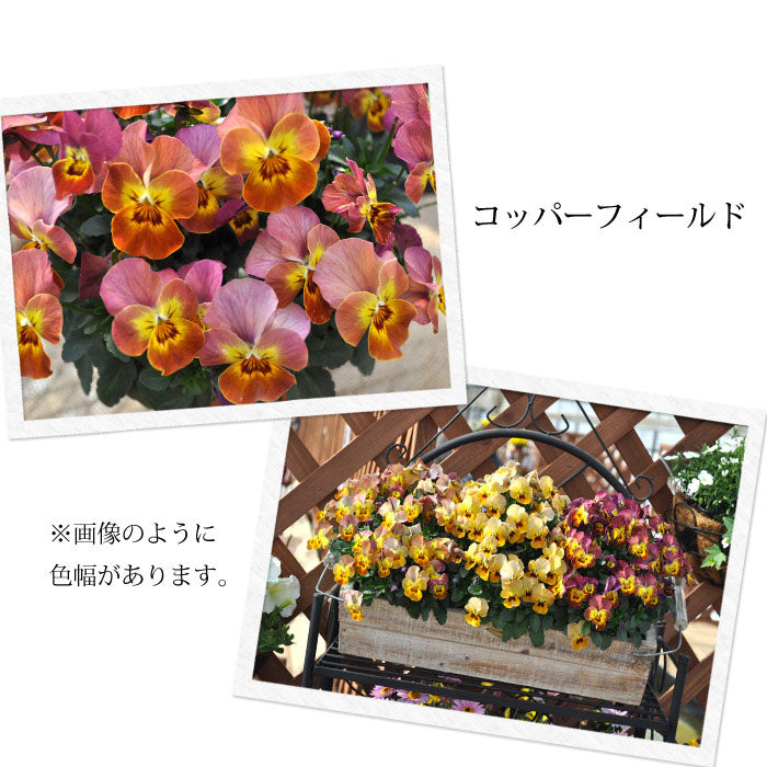 【花苗】 　限定販売ビオラ プレミアムビオラ ディージェイ 選べる10色 3POTset DJ 店長おすすめ 失敗しない 冬花壇 花苗 定番 3POTセット