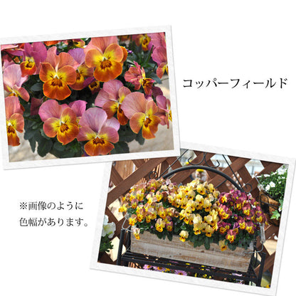 【花苗】 　限定販売ビオラ プレミアムビオラ ディージェイ 選べる10色 3POTset DJ 店長おすすめ 失敗しない 冬花壇 花苗 定番 3POTセット