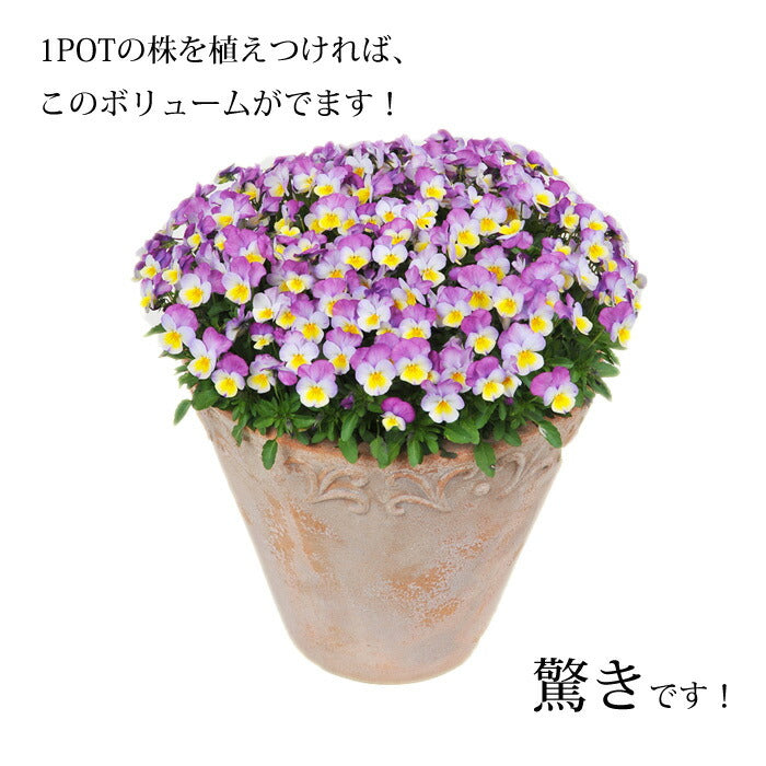 【花苗】 　限定販売ビオラ プレミアムビオラ ディージェイ 選べる10色 3POTset DJ 店長おすすめ 失敗しない 冬花壇 花苗 定番 3POTセット