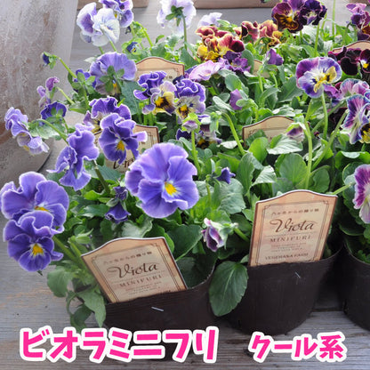 フリルビオラ 苗 ミニフリ Viora MINIFURI クール系 お任せ3POT【専門店おすすめのパンジビオラ苗】