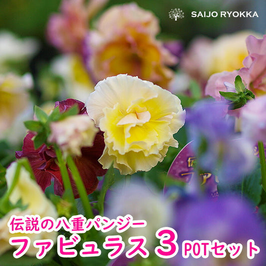 八重パンジー ファビュラス お任せ３POT【珍しい】【専門店おすすめのパンジビオラ苗】