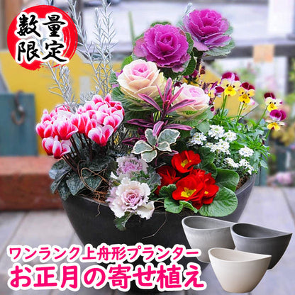 専門店のお正月 舟形 寄せ植え 選べる3色の鉢（ベージュ、ホワイト、ダークグレー）