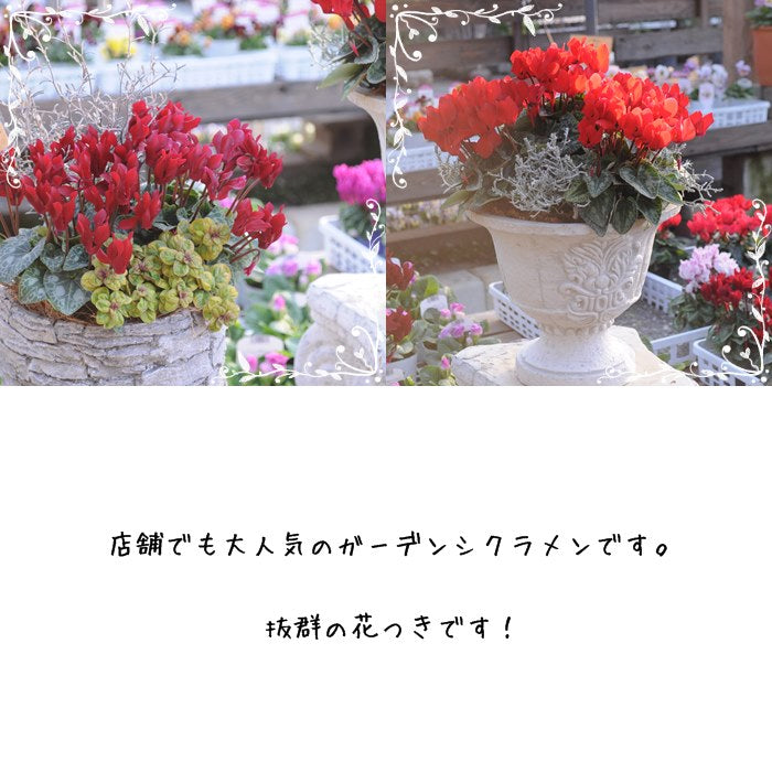 プレミアムガーデンシクラメン・レッド【花苗】