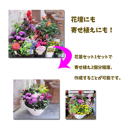 プレミアム花苗１５ポットセット【送料無料・北海道沖縄発送不可】