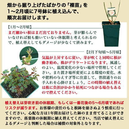 レヨン ドゥ ソレイユ  バラ苗 京成バラ園 メイアン 大苗 7号鉢 黄系 FL【薔薇苗】【ばら苗 】