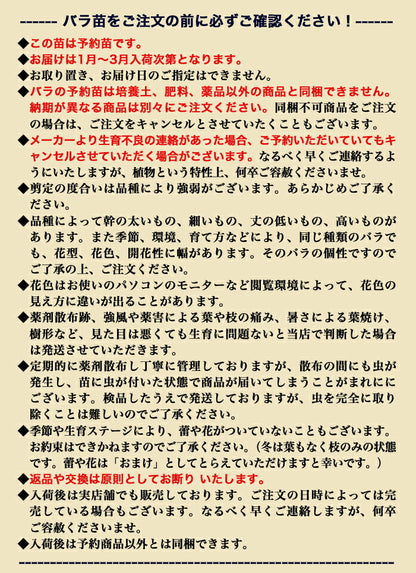 レヨン ドゥ ソレイユ  バラ苗 京成バラ園 メイアン 大苗 7号鉢 黄系 FL【薔薇苗】【ばら苗 】