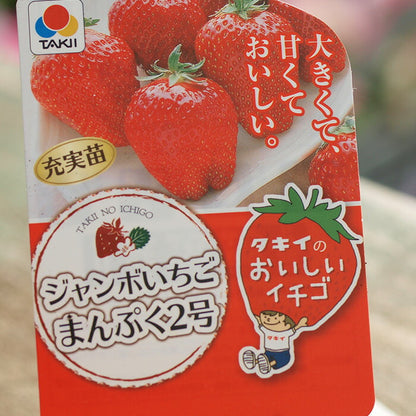 タキイのイチゴ ３品種セット