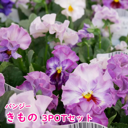 パンジー きものお任せ３POT【花苗】【専門店おすすめのパンジービオラ苗】