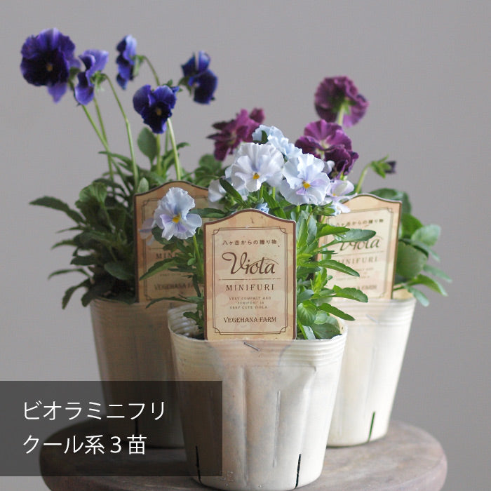 フリルビオラ 苗 ミニフリ Viora MINIFURI クール系 お任せ3POT【専門店おすすめのパンジビオラ苗】