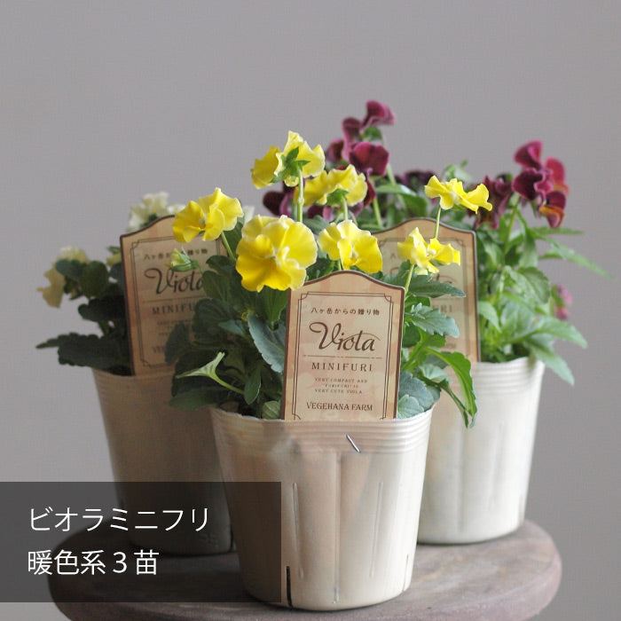 フリルビオラ 苗 ミニフリ Viora MINIFURI 暖色系 お任せ3POT【専門店おすすめのパンジビオラ苗】