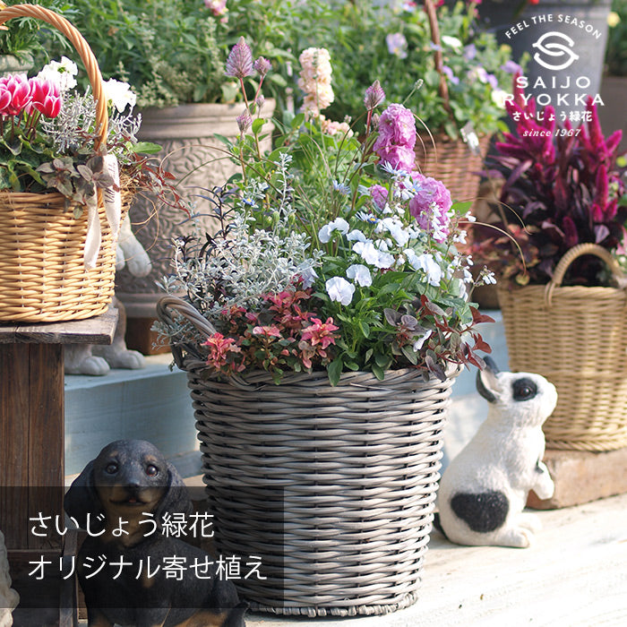 さいじょう緑花オリジナル寄せ植え B【すぐに飾れる】【送料無料・北海道・沖縄発送不可】